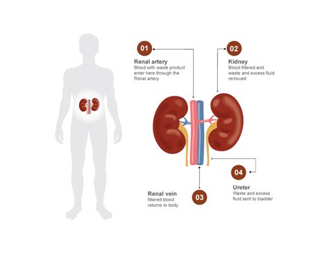 What Kidneys Do Puget Sound Kidney Centers