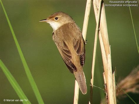 Eurasian Reed Warbler Acrocephalus Scirpaceus Mvdt1915