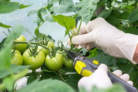How To Prune Tomato Plants For A Better Harvest Bob Vila