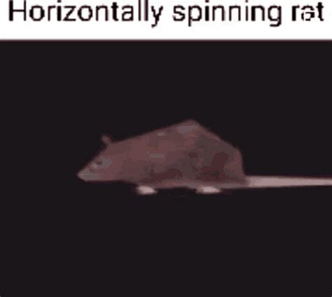 Rat Spinning  Rat Spinning Spinning Rat Discover And Share S