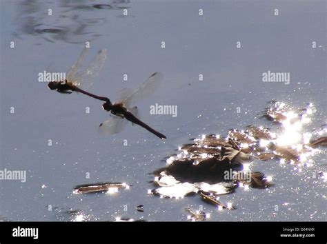 Two Dragonflies Mating In Flyght 2208 Stock Photo Alamy