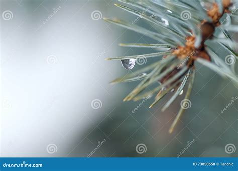 Water Droplets On The Needles Stock Photo Image Of Green Rain 73850658