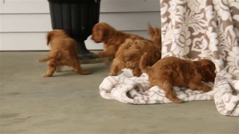Have 3stunning cavapoo pups 3 boys (pics don't do them justice you will fall in love with them when you see them) can be seen with mum, dad is pra cleared these pup's are wormed. Cavapoo Puppies For Sale - YouTube