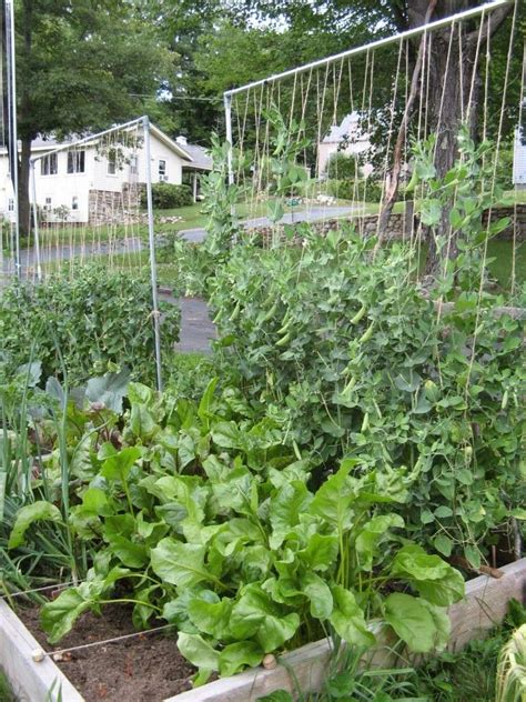 The pods of this type are edible and while the pods aren't allowed to completely plump, the pods are allowed to fatten up slightly. Sugar Snap Peas - 8 per sq ft? How?