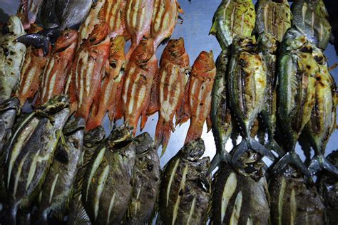 Tak puas hanya di kursi ruang tamu istri ku kali ini pun mulai berani mengajak aku dan lelaki itu untuk kembali ke kamar. Surga Kenikmatan Kuliner Papua dalam Ikan Bobara ...