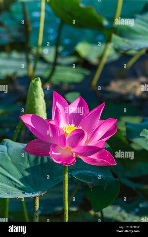 Close Up Photo Of Beautiful Blooming Pink Lotus Flower For Wallpaper