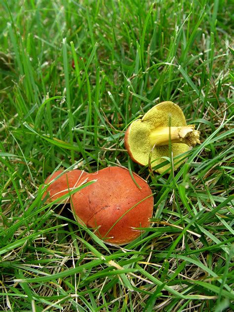 Fungus Fest | Garden Housecalls gambar png