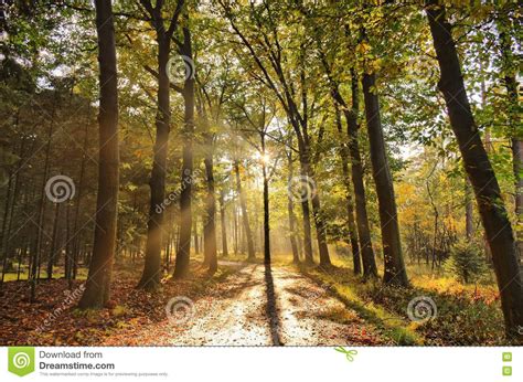 Sunrays Of Light In Autumn Forest With Path And Trees With Colourful