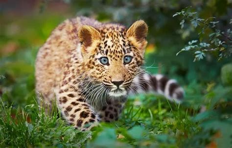 Funny Wildlife Amur Leopards Are The Only Leopards With Blue