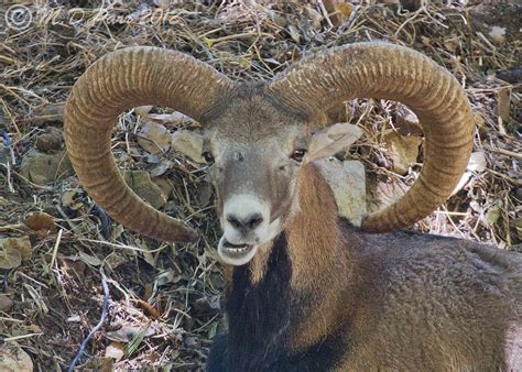 Cyprus Mouflon Ovis Orientalis Ophion More Here Flic Flickr
