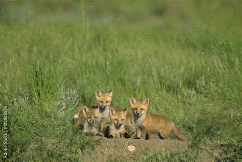 Foto De Red Fox Vulpes Vulpes Kits Will Stay Close To The Den Site