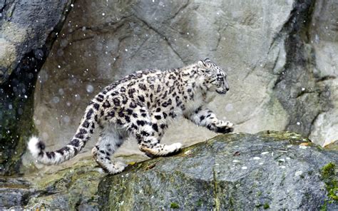 Snow Leopard Full Hd Wallpaper And Background Image 2880x1800 Id407213