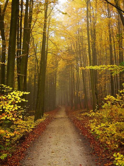 Autumn In The Forest Germany By Rainer Steinke Walking In Nature