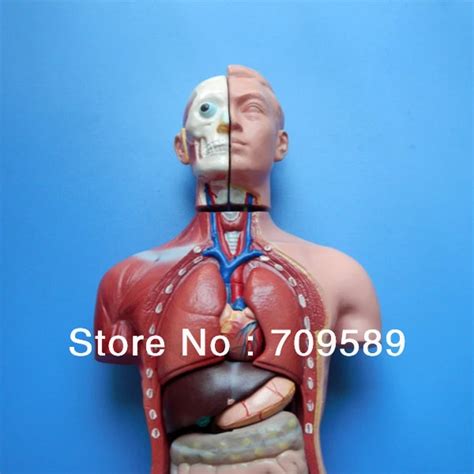 Iso Cm Human Torso With Internal Organs Parts Male Torso Model My XXX