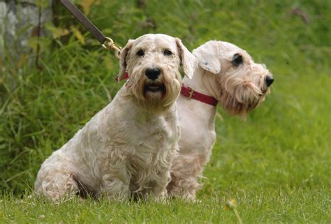 Interested in finding out more about the sealyham terrier? Sealyham Terrier Breed Guide - Learn about the Sealyham ...