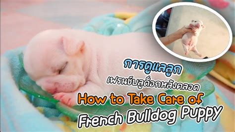 How To Take Care Of French Bulldog Puppies การดูแลลูกสุนัขแรกคลอด Ep