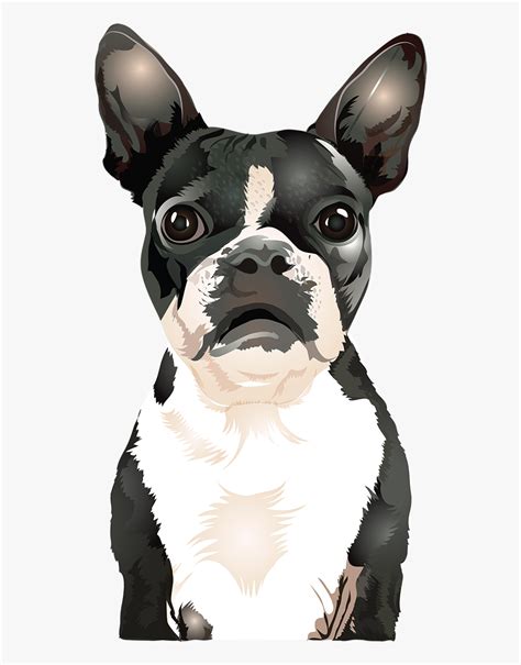 Instant download file for cricut design space,silhouette, svg files, vector file, graphic design. Vector Boston Terrier - Boston Terrier , Transparent ...