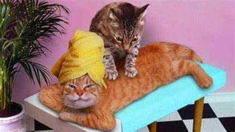 Funny Cats Massage How To Relax Your Cat Funny Compilation Weekend Greetings Happy Weekend
