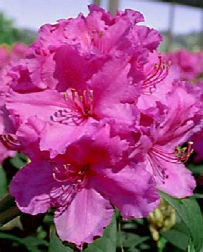 Washington state flower coast rhododendron the coast rhododendron is the state flower. Never Enough Thyme : Rhodies Washington States flower