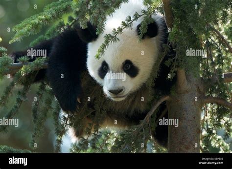 A 1 Year Old Giant Panda Cub Called Xing Bao Climbs More Than 10