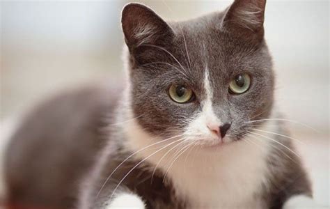 Basque museum & cultural center: Idaho Dog Park | Dog Daycare And Boarding | Boise, ID