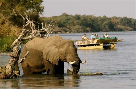 Lower Zambezi Canoe Safaris Zambia Safari Guide