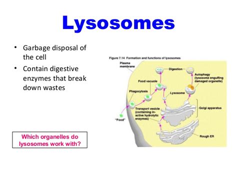 They are spherical vesicles that contain hydrolytic enzymes that can break down many kinds of biomolecules. Anatomy and Physiology Cell organelles
