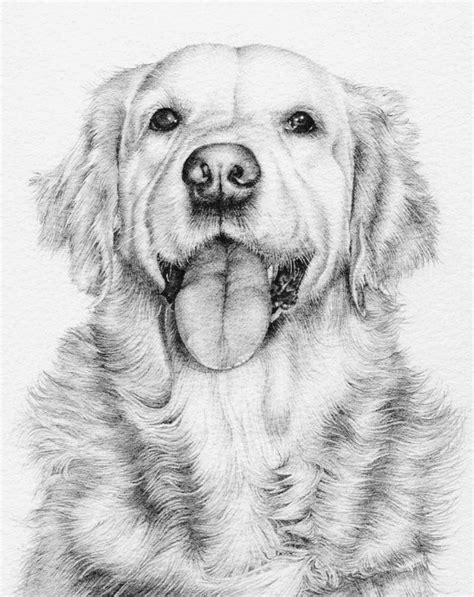️realistic Golden Retriever Dog Coloring Pages Free Download