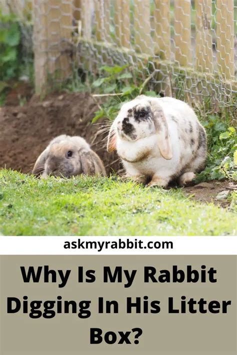 Why Do Rabbits Dig In Their Litter Box