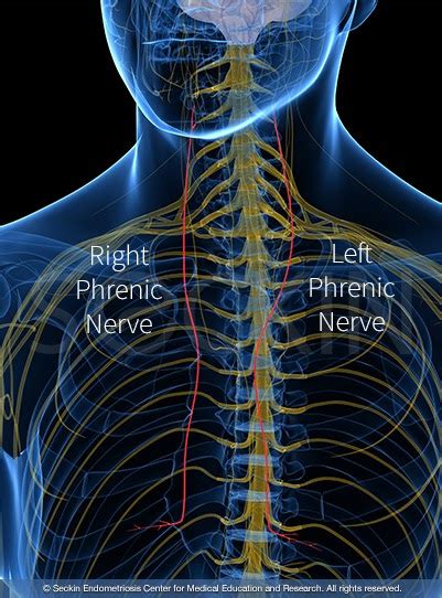 The majority of people also hear an audible pop when it happens and for the most part build up a lump. Are The Kidneys Located Inside Of The Rib Cage : Sudden ...