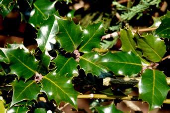 Types Of Rose Bushes With Pictures Names - Red Rose Names