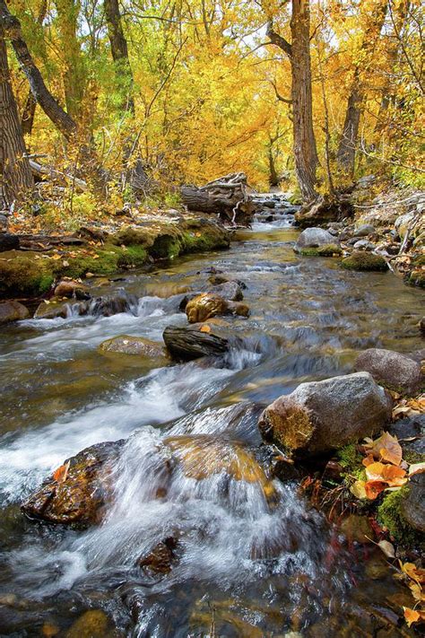 Rushing Aspen Creek Photograph By Lynn Bauer Fine Art America