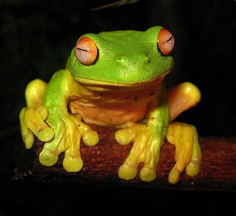 Australian Amphibians List With Pictures And Facts The Amazing Frogs Of