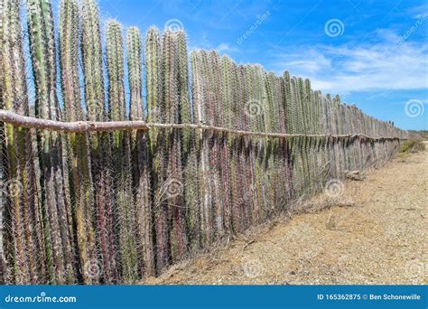Cacti Planted In A Row As Hedge Stock Image Image Of Netherlands