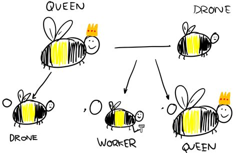 Parthenogenesis Asexual Reproduction