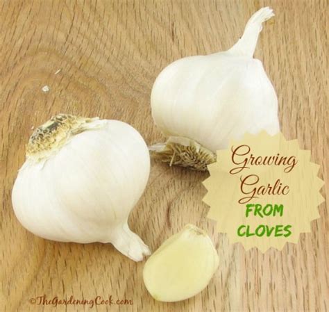 Cloves from a hardneck variety tend to be stronger in flavor than the softneck varieties. Growing Garlic from a Single Clove - DIY