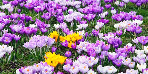 1.what happens in early spring (nature, plants, animals)? Top 25 Earliest Blooming Spring Flowers, Shrubs & Trees ...