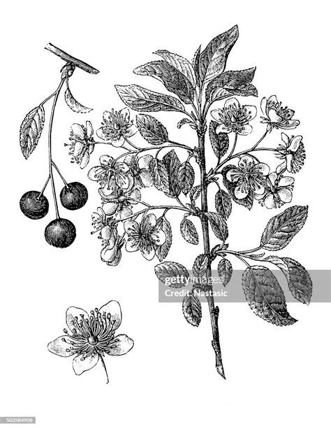 Antique Illustration Of Common Cherry Tree Illustrationer Getty Images