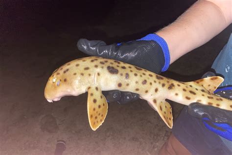 Walking Epaulette Sharks On Great Barrier Reefs Lady Elliot Island