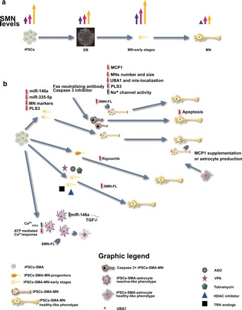 Graphic Summary Of The Properties Of Sma Ipscs A Description Of The