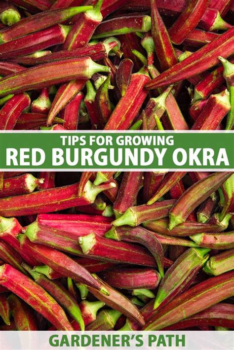 Tips For Growing Red Burgundy Okra Gardeners Path