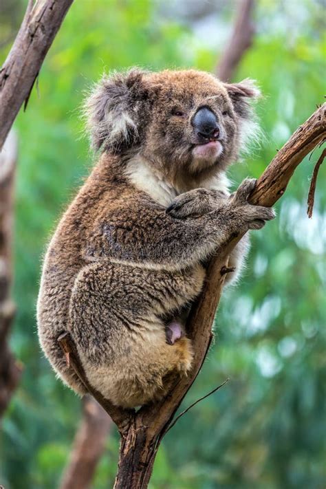 The Brown Koala Sitting On A Branch Stock Image Image Of Adorable