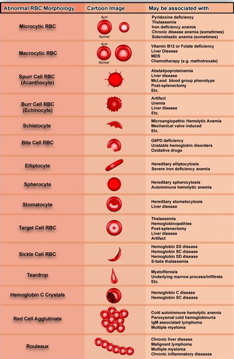 Variations In Red Blood Cell Morphology Size Shape