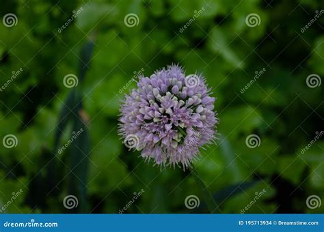 Purple Flower Of Decorative Onion Allium Giganteum Stock Photo Image