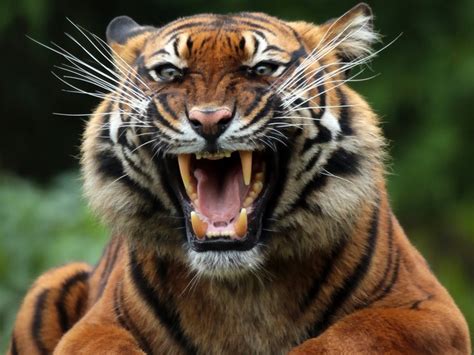 2560x1920 Tiger Wild Cat Predator Teeth Wallpaper Coolwallpapers Me