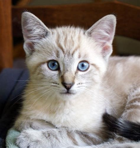 Cat resource chocolate cat genetic articles, cute chocolate cat names, breeder spotlight. 17 Best images about Lilac Point Siamese Cats on Pinterest ...