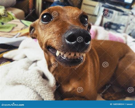 Perro Sonriente Con Dientes Cara Divertida De Perro Foto De Archivo