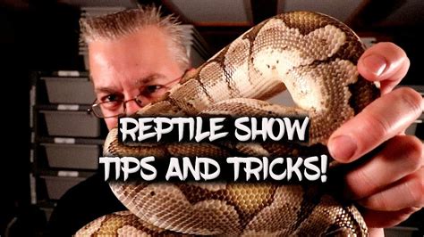 Reptile Show Tips And Tricks For Buyers And Sellers Youtube