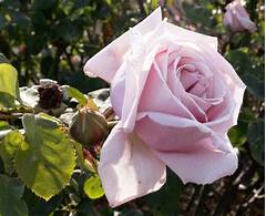 The Perfect Bloom For Every Occasion Plainvilles Florist Experts