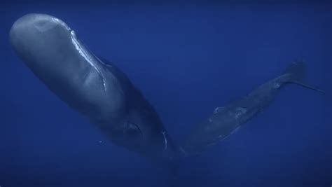 Sperm Whale Calf Caught Nursing On Film For First Time Nerdist
